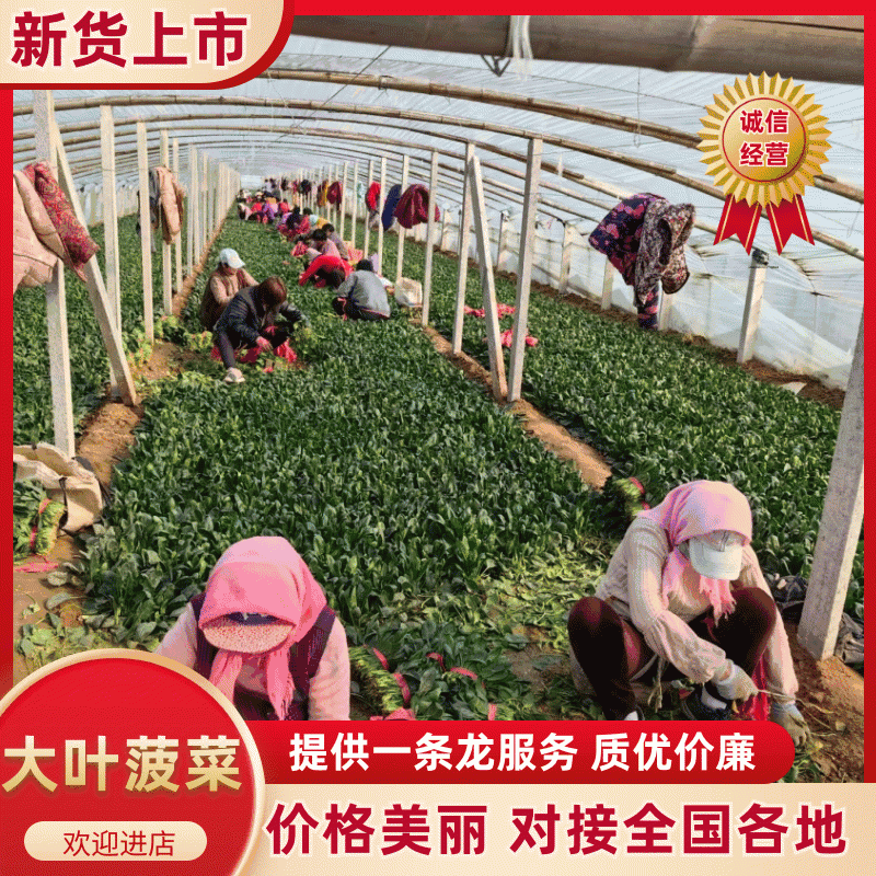 山东惠民万亩优质菠菜保质保量，规格齐全，代发全国
