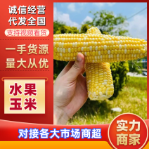 精品太阳花，花糯玉米双色水果玉米对接工厂市场超市电商