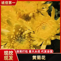鲜切花黄菊花鲜花基地直销，直供全国，销量领先支持视频实地看货