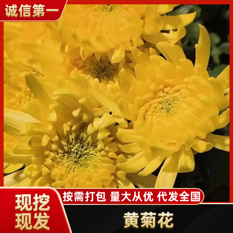 鲜切花黄菊花鲜花基地直销，直供全国，销量领先支持视频实地看货