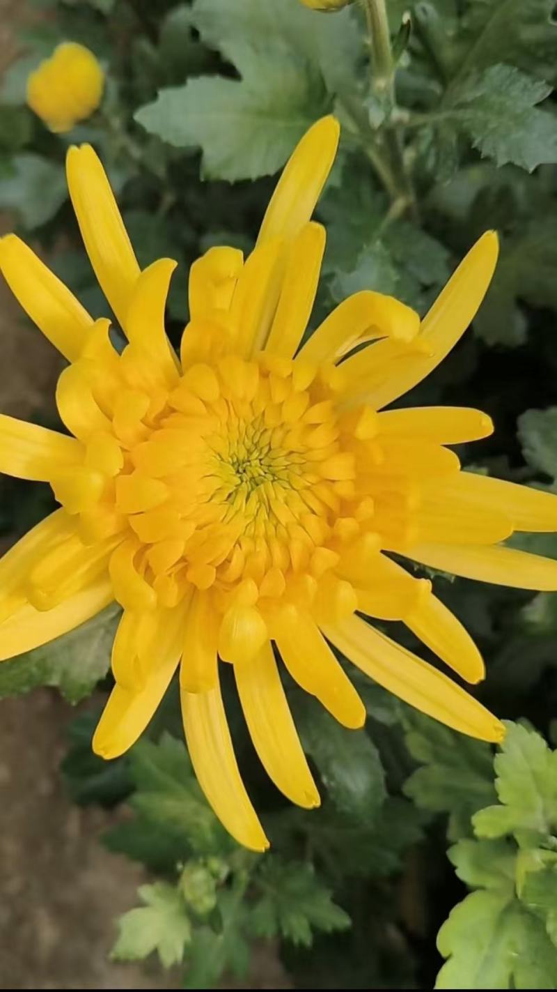 鲜切花黄菊花鲜花基地直销，直供全国，销量领先支持视频实地看货