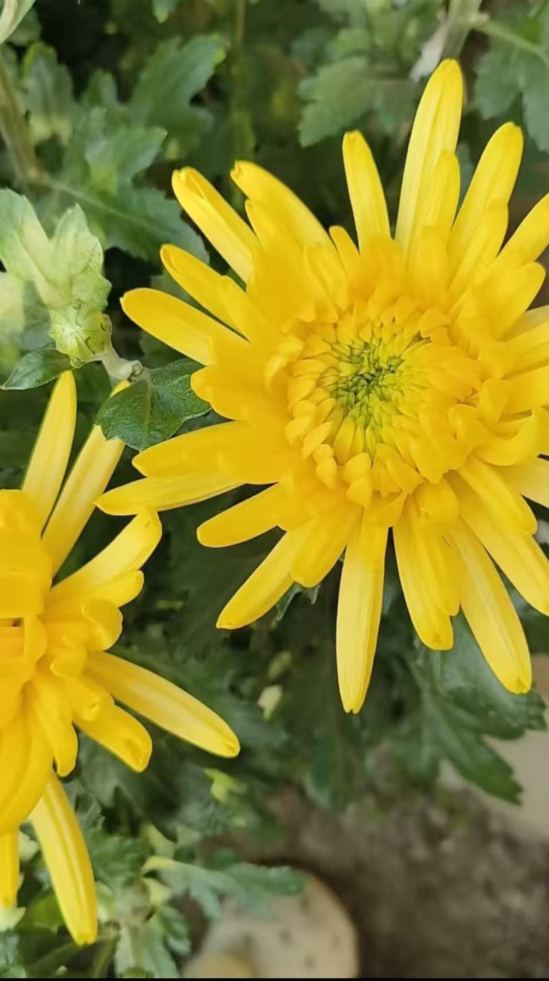 鲜切花黄菊花鲜花基地直销，直供全国，销量领先支持视频实地看货