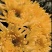 鲜切花黄菊花鲜花基地直销，直供全国，销量领先支持视频实地看货