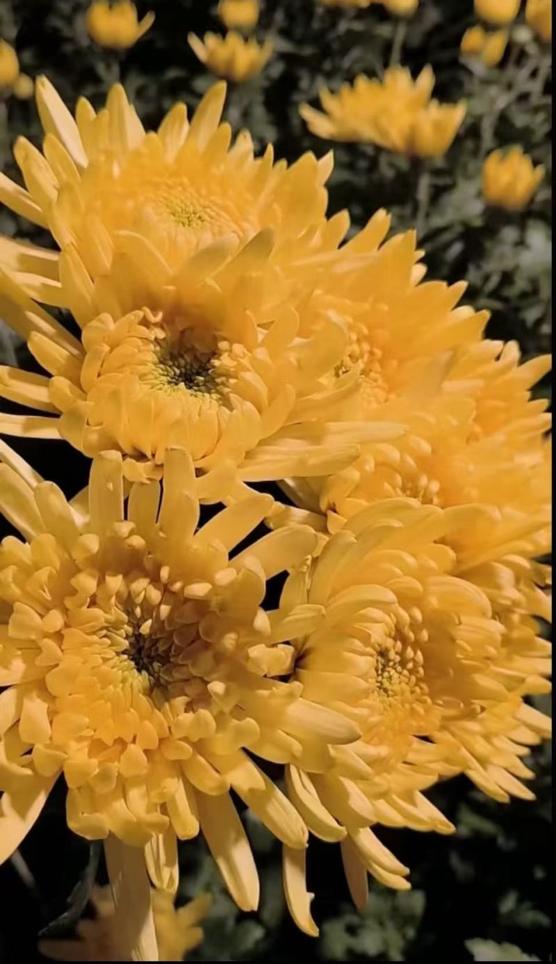 鲜切花黄菊花鲜花基地直销，直供全国，销量领先支持视频实地看货