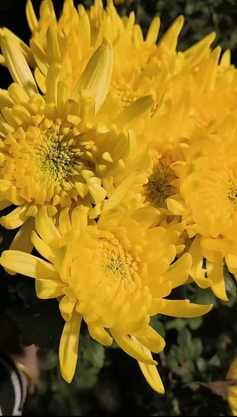 鲜切花黄菊花鲜花基地直销，直供全国，销量领先支持视频实地看货