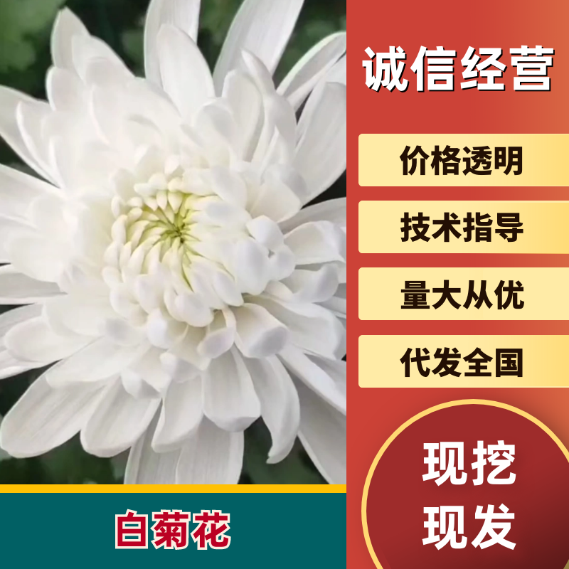 鲜切花白菊花鲜花基地直销，直供全国，销量领先支持视频实地看货