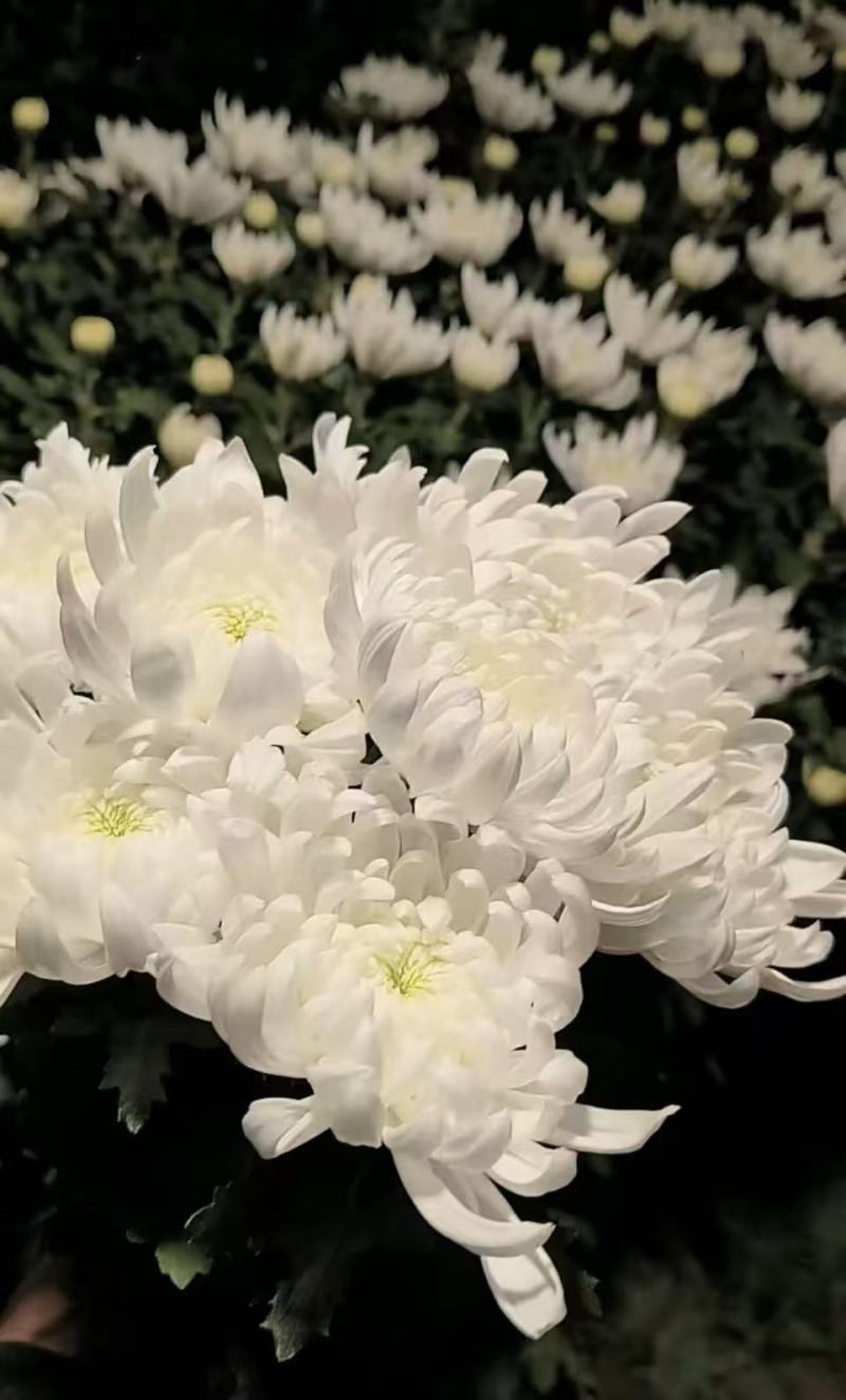 鲜切花白菊花鲜花基地直销，直供全国，销量领先支持视频实地看货