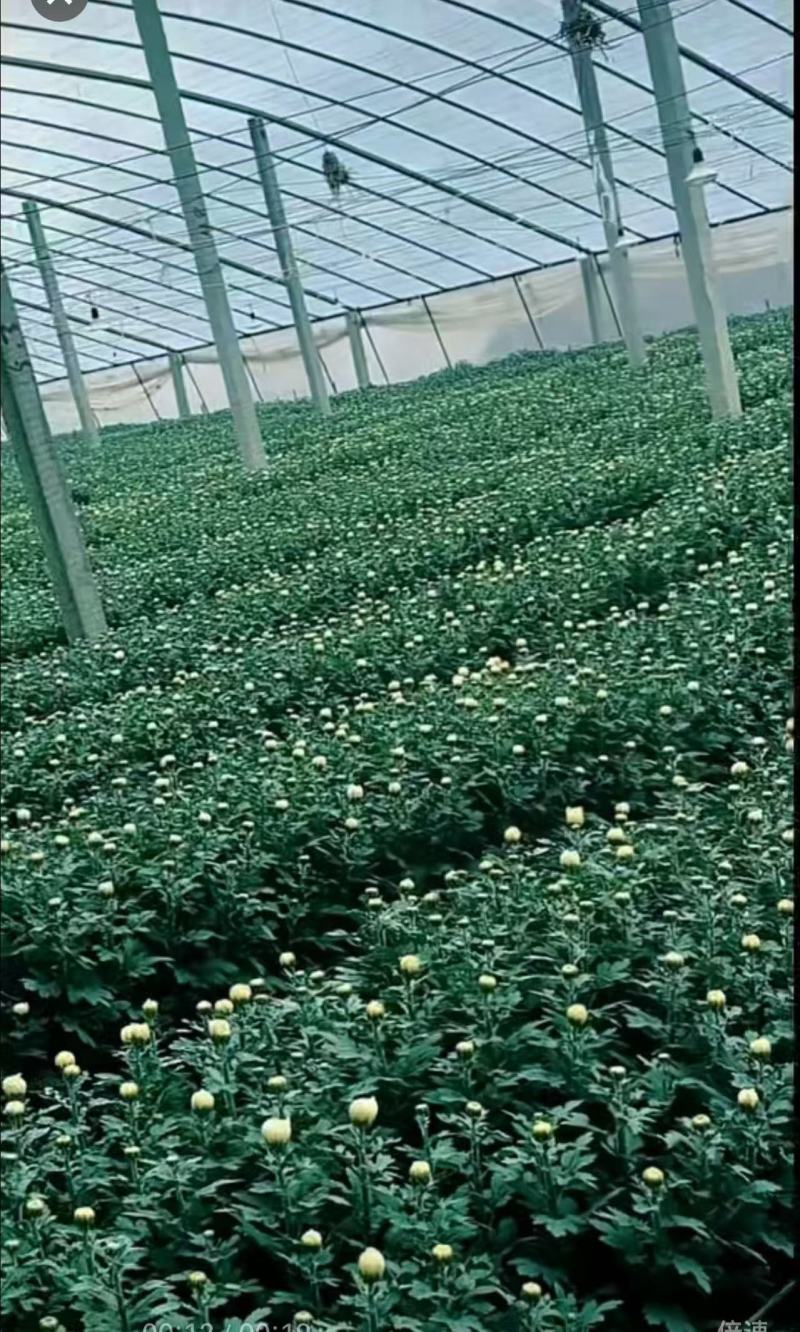 鲜切花白菊花鲜花基地直销，直供全国，销量领先支持视频实地看货
