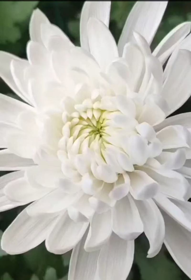 鲜切花白菊花鲜花基地直销，直供全国，销量领先支持视频实地看货