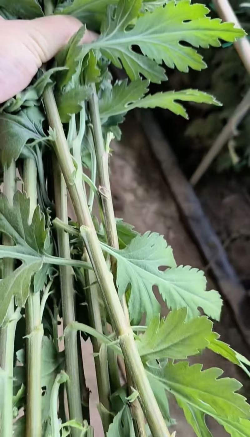 鲜切花白菊花鲜花基地直销，直供全国，销量领先支持视频实地看货
