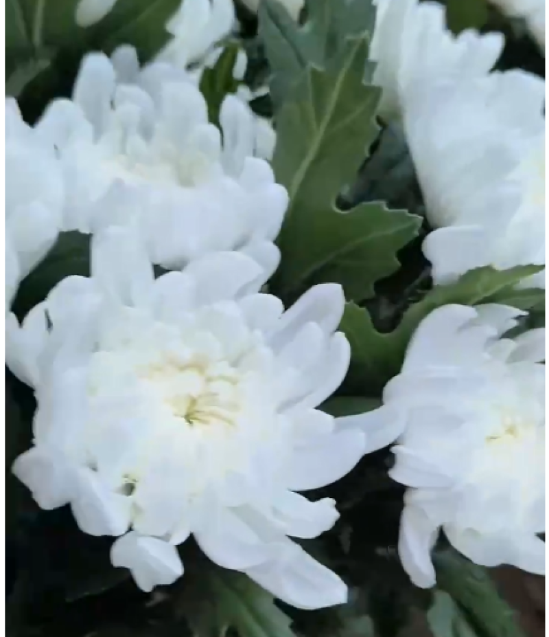 鲜切花白菊花鲜花基地直销，直供全国，销量领先支持视频实地看货