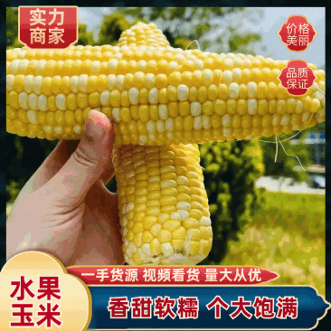{推荐}水果玉米，花糯。云南产地直发，特产，饱满，爆汁