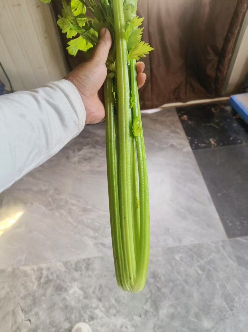 精品优质水芹菜，产地直发，一手货源，欢迎大家来电咨询