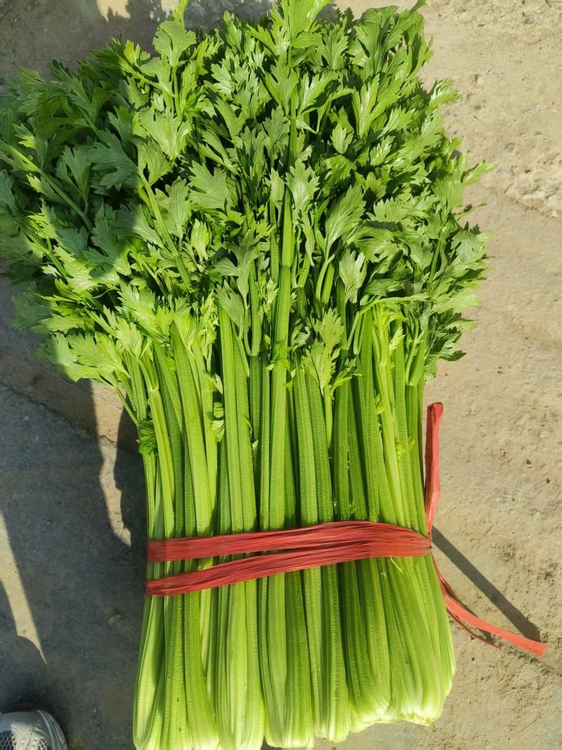 精品优质水芹菜，产地直发，一手货源，欢迎大家来电咨询