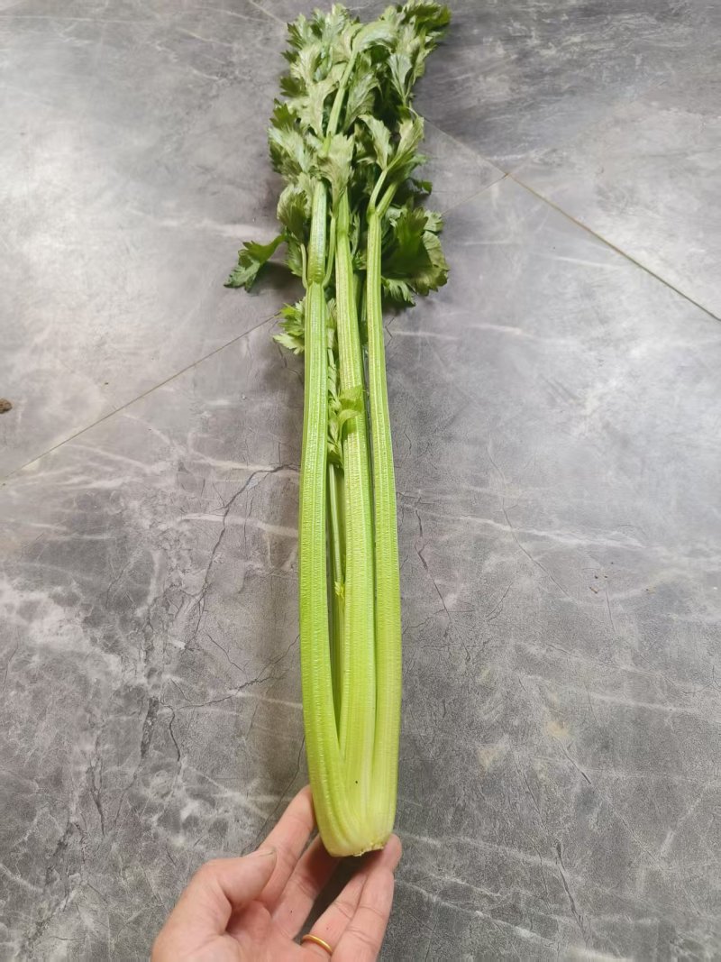精品优质水芹菜，产地直发，一手货源，欢迎大家来电咨询