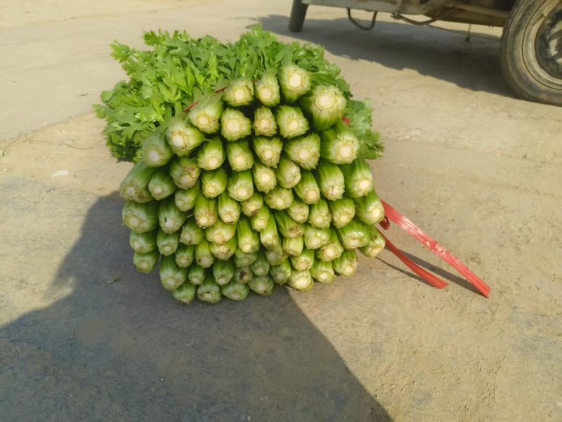 精品优质水芹菜，产地直发，一手货源，欢迎大家来电咨询