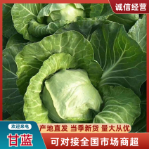 精品冷棚甘蓝，品质保证，产地货源，欢迎各地老板来电订购。