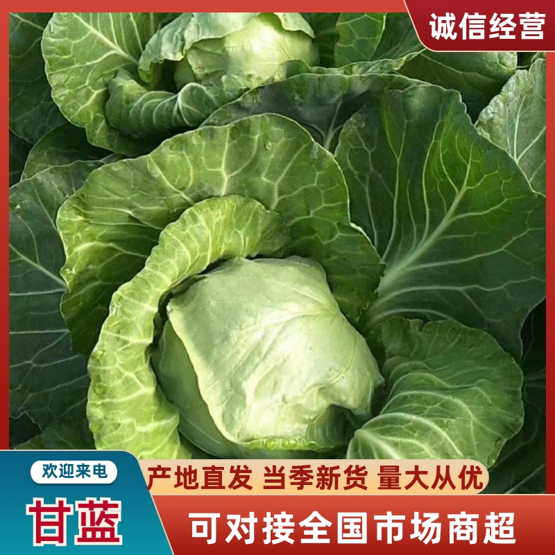 精品冷棚甘蓝，品质保证，产地货源，欢迎各地老板来电订购。