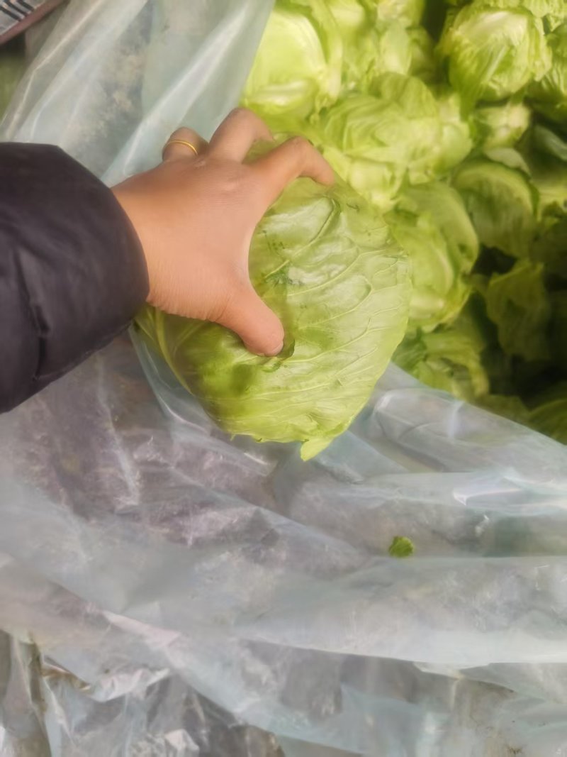 精品冷棚甘蓝，品质保证，产地货源，欢迎各地老板来电订购。