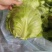 绿甘蓝河北精品绿包菜萱甘蓝商超配货食堂工厂代发全国