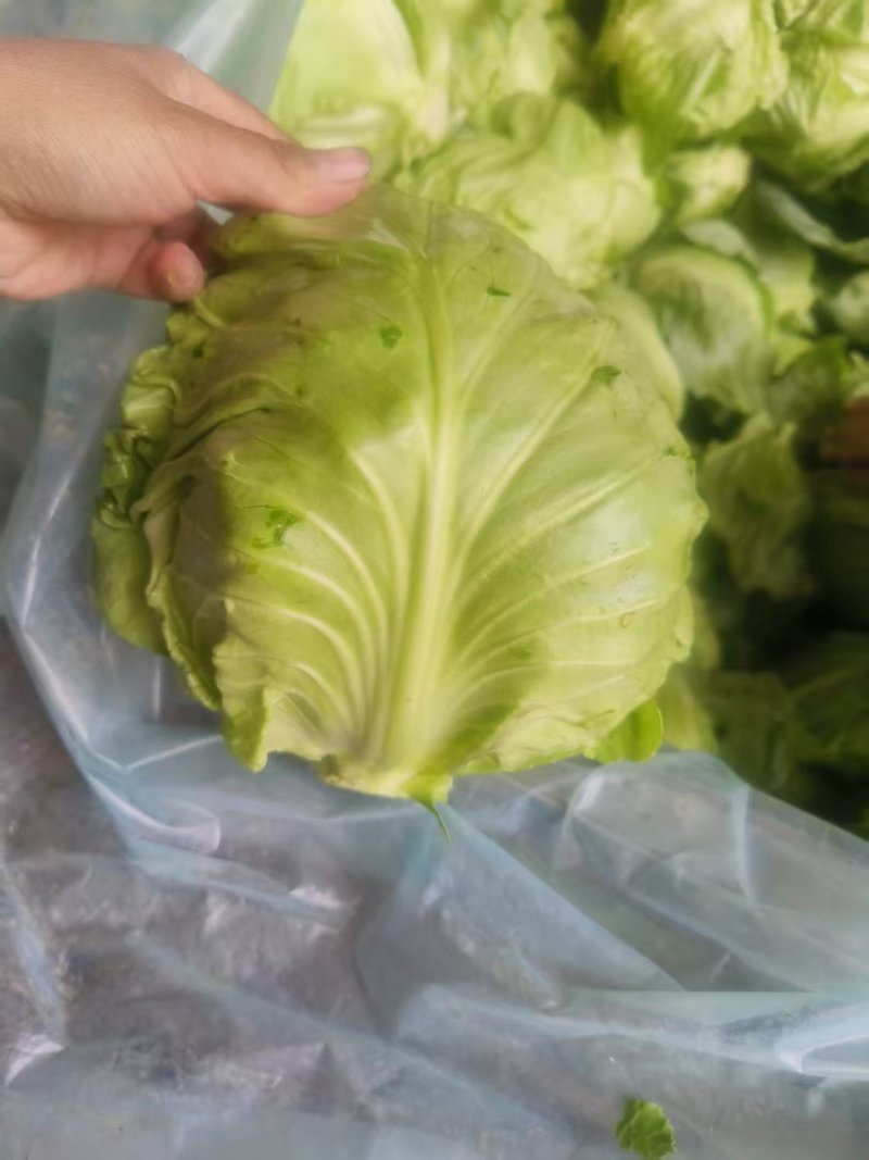 绿甘蓝河北精品绿包菜萱甘蓝商超配货食堂工厂代发全国
