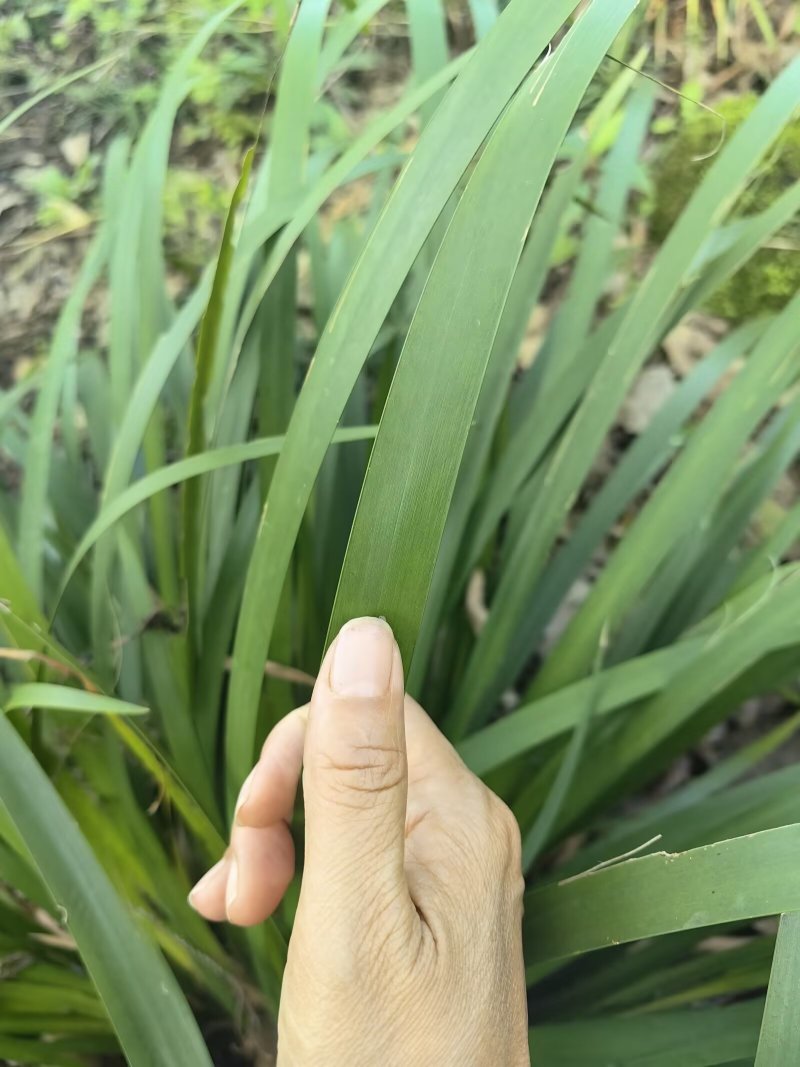 {优质}石菖蒲苗，基地址发，技术指导，全国发货，质量保证