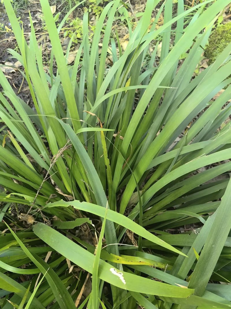 {优质}石菖蒲苗，基地址发，技术指导，全国发货，质量保证