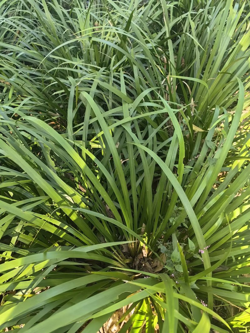 {优质}石菖蒲苗，基地址发，技术指导，全国发货，质量保证