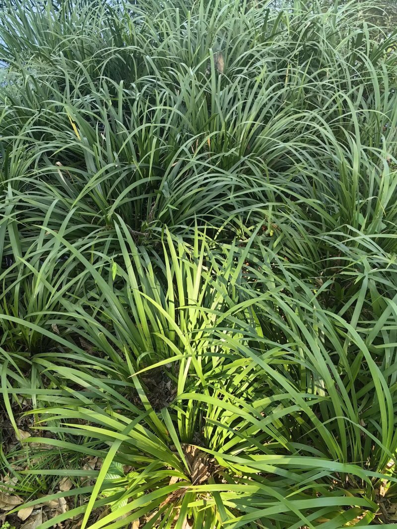 {优质}石菖蒲苗，基地址发，技术指导，全国发货，质量保证