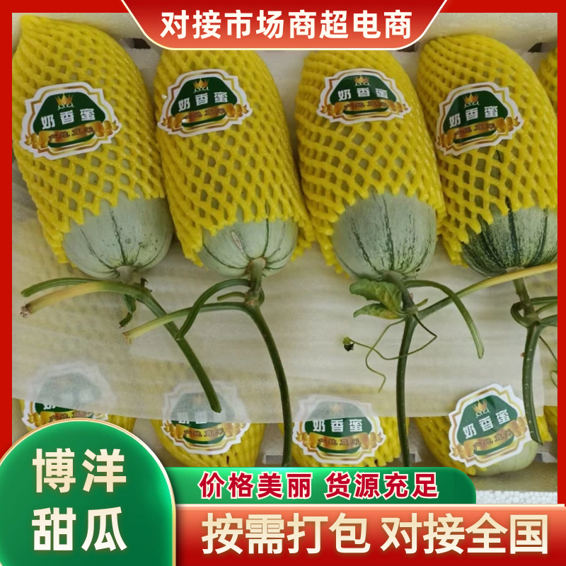 2026山东寿光春季博洋72甜瓜大落价了