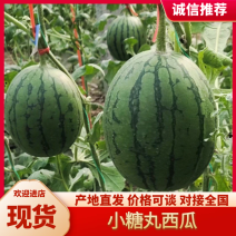 山东潍坊产地，2026年春季小糖丸西瓜大量上市