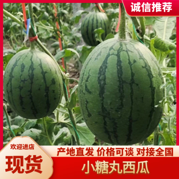 山东潍坊产地，2026年春季小糖丸西瓜大量上市