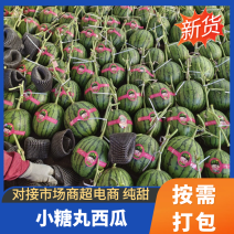 山东潍坊产地，2026春季冰糖籽西瓜上市了