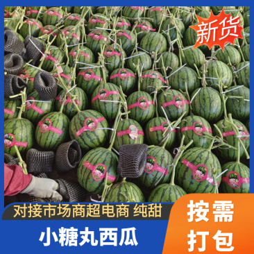 山东潍坊产地，2026春季冰糖籽西瓜上市了