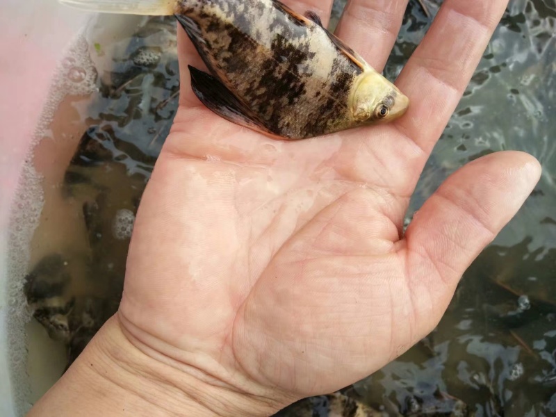 胭脂鱼苗育苗基地直供云贵地区大量现货欢迎联系