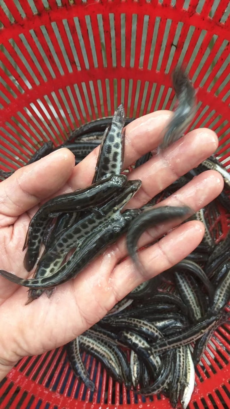黑鱼苗规格齐全提供养殖技术可送货上门欢迎来电咨询