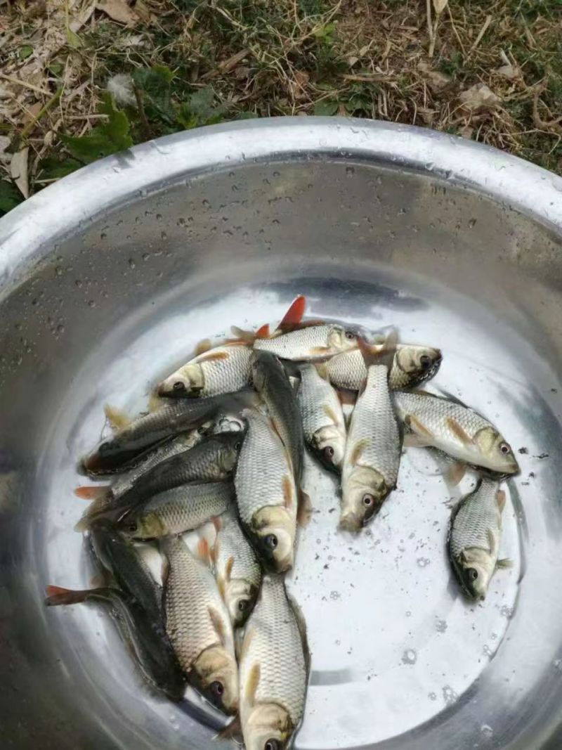 建鲤鱼苗成活率高，可视频看货，可送货上门欢迎咨询