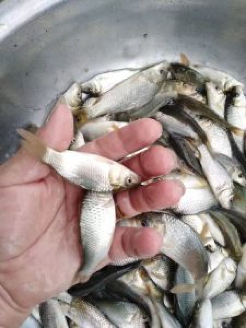 建鲤鱼苗成活率高，可视频看货，可送货上门欢迎咨询