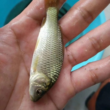 建鲤鱼苗成活率高，可视频看货，可送货上门欢迎咨询