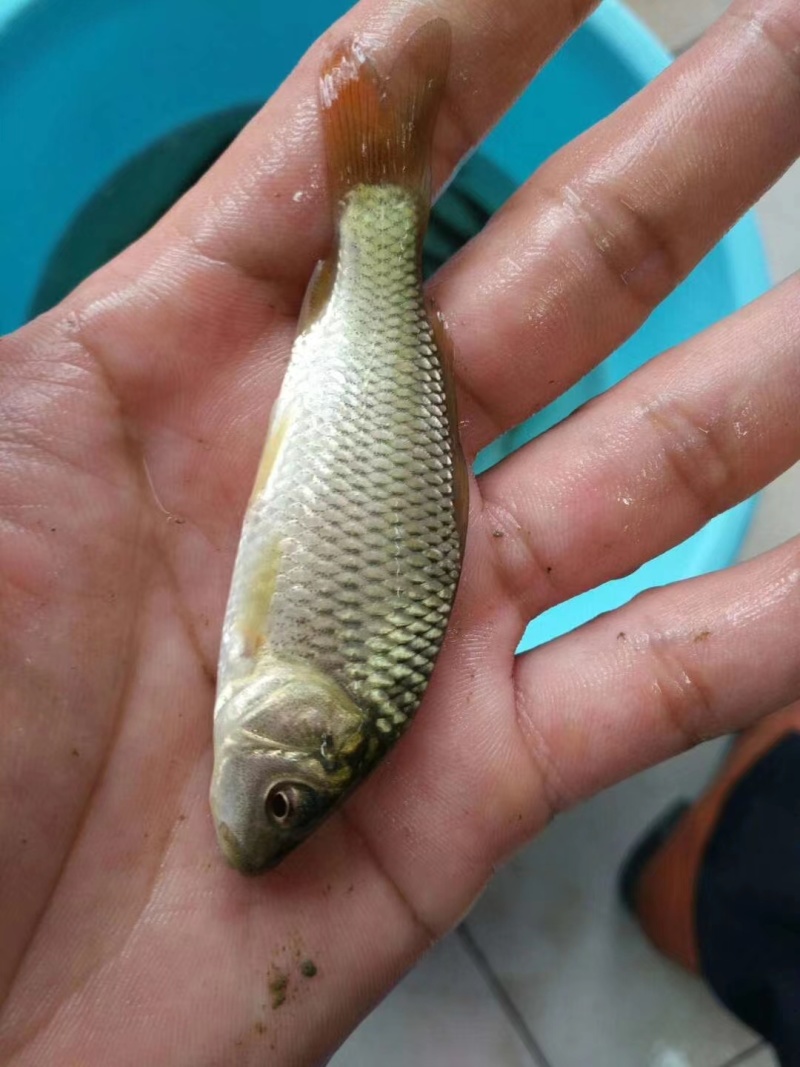 建鲤鱼苗成活率高，可视频看货，可送货上门欢迎咨询
