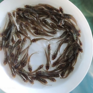 叉尾苗钳鱼苗包成活可免费送货上门欢迎咨询