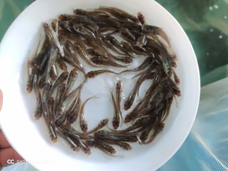 叉尾苗钳鱼苗包成活可免费送货上门欢迎咨询