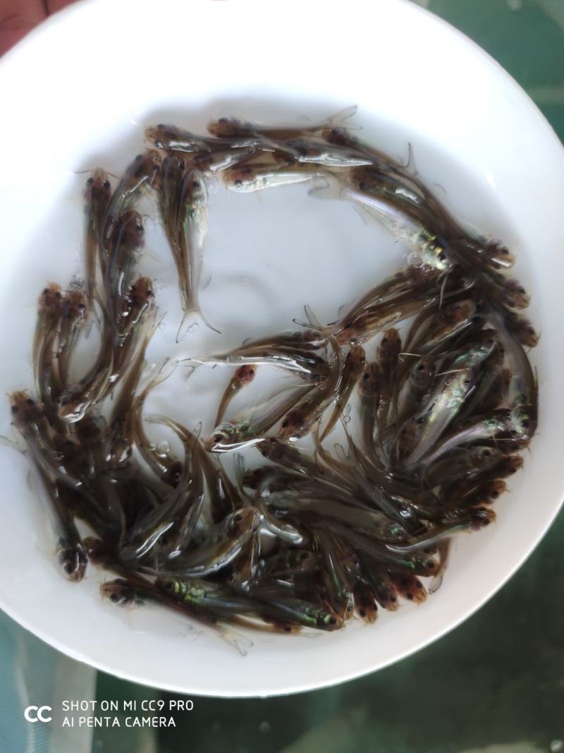 叉尾苗钳鱼苗包成活可免费送货上门欢迎咨询