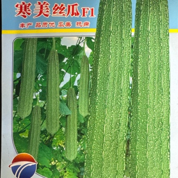 寒美丝瓜种子，耐寒性强，大肉花点丝瓜，结实，结瓜多，采收