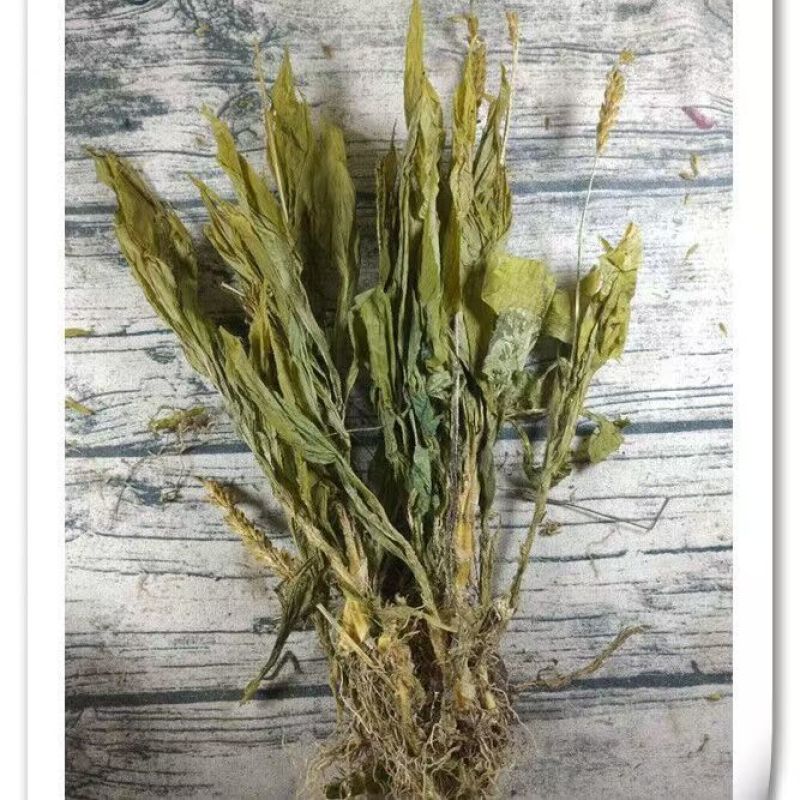 见血清羊耳蒜见血清见血清见血清见血清批发