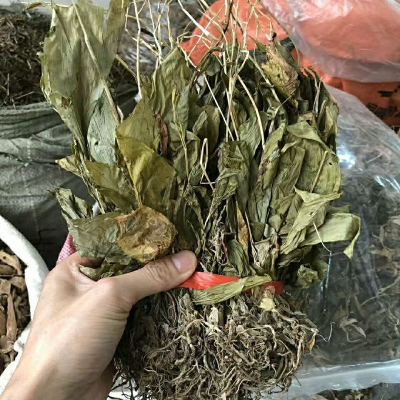 见血清羊耳蒜见血清见血清见血清见血清批发