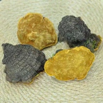 桑黄岩桑桑黄岩桑岩桑岩桑桑黄桑黄批发