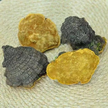 桑黄岩桑桑黄岩桑岩桑岩桑桑黄桑黄批发