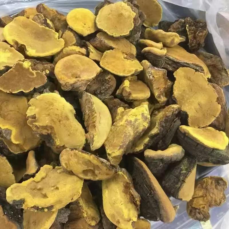 桑黄紫油桑黄桑黄紫油桑黄桑黄紫油桑黄批发