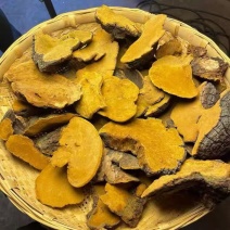 桑黄桑树桑黄桑黄桑树桑黄桑黄桑树桑黄批发